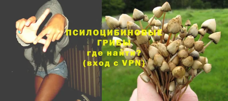 omg как войти  Пыталово  Галлюциногенные грибы MAGIC MUSHROOMS 